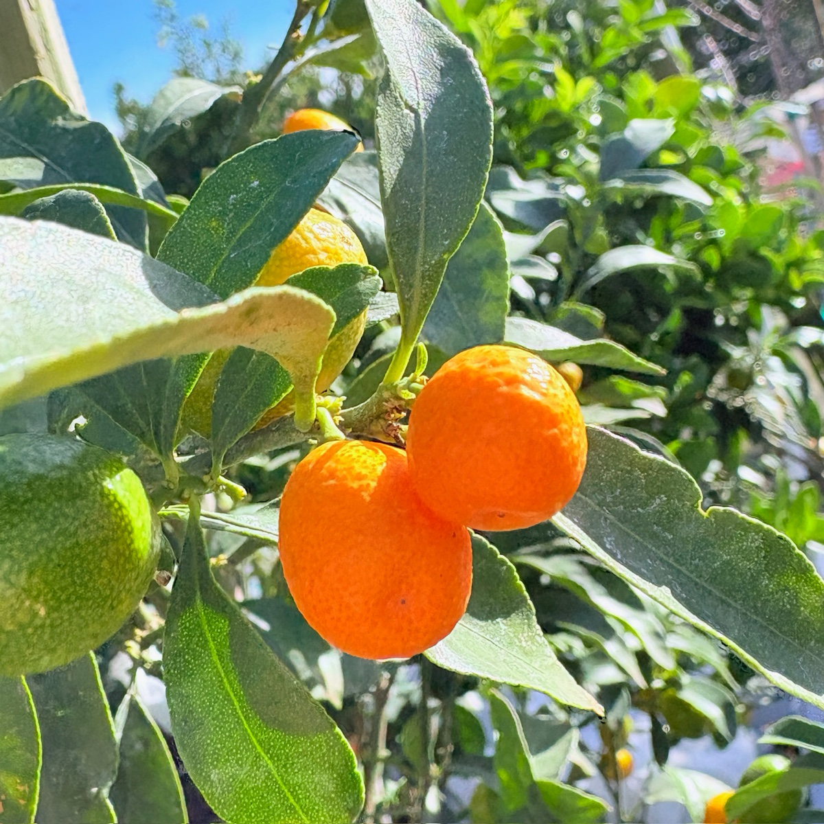 Fukushu Kumquat Tree