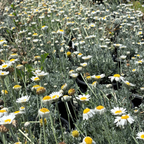 Moroccan Daisy