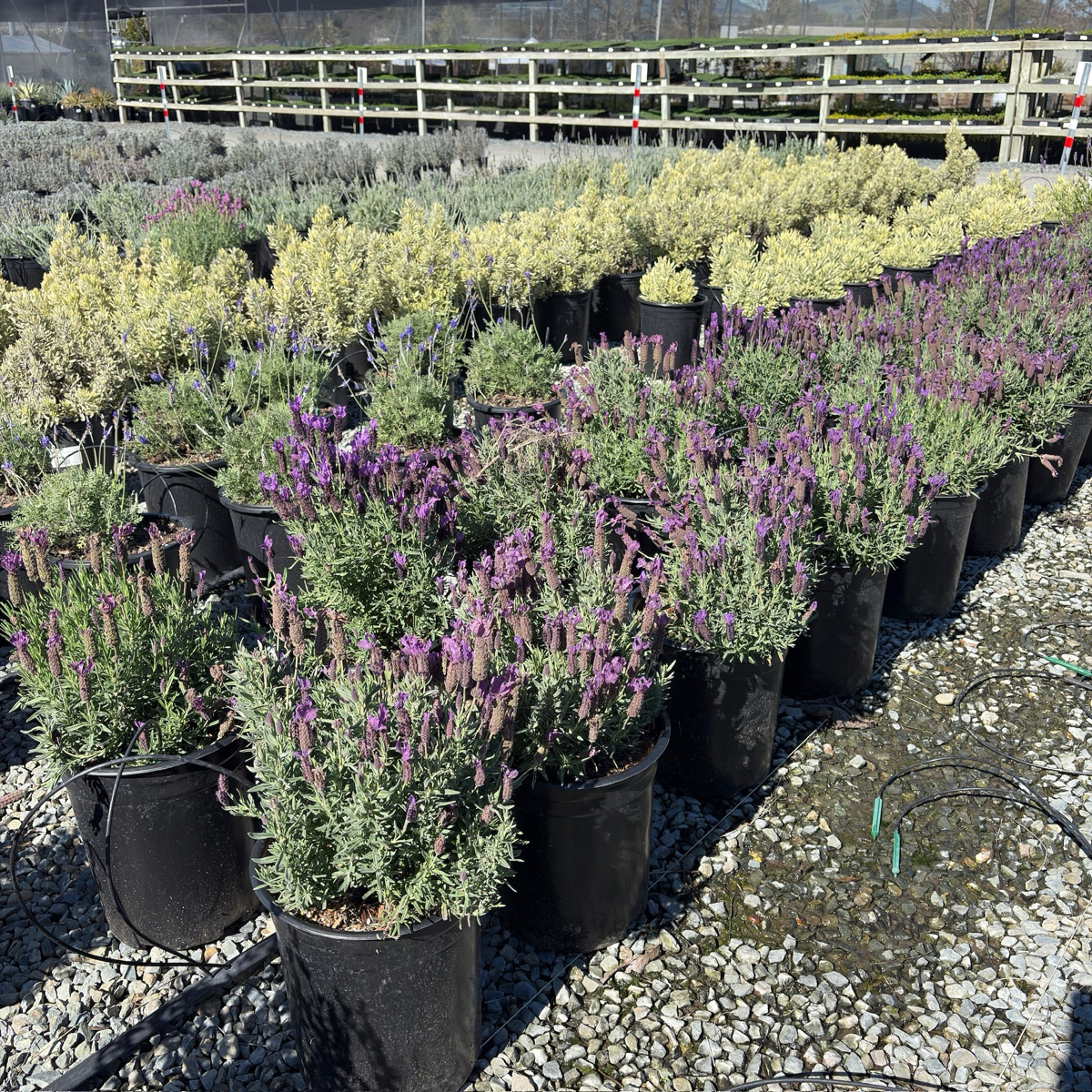 deep purple lavender plant Javelin Deep Purple Spanish Lavender (Lavandula stoechas 'Javelin Deep Purple')