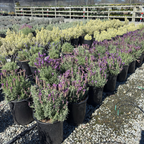 Javelin Deep Purple Spanish Lavender