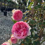 Eden Climbing Rose