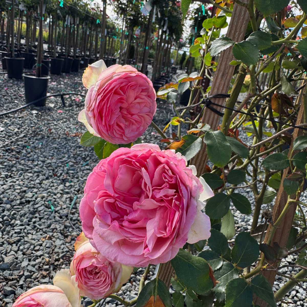 Eden Climbing Rose
