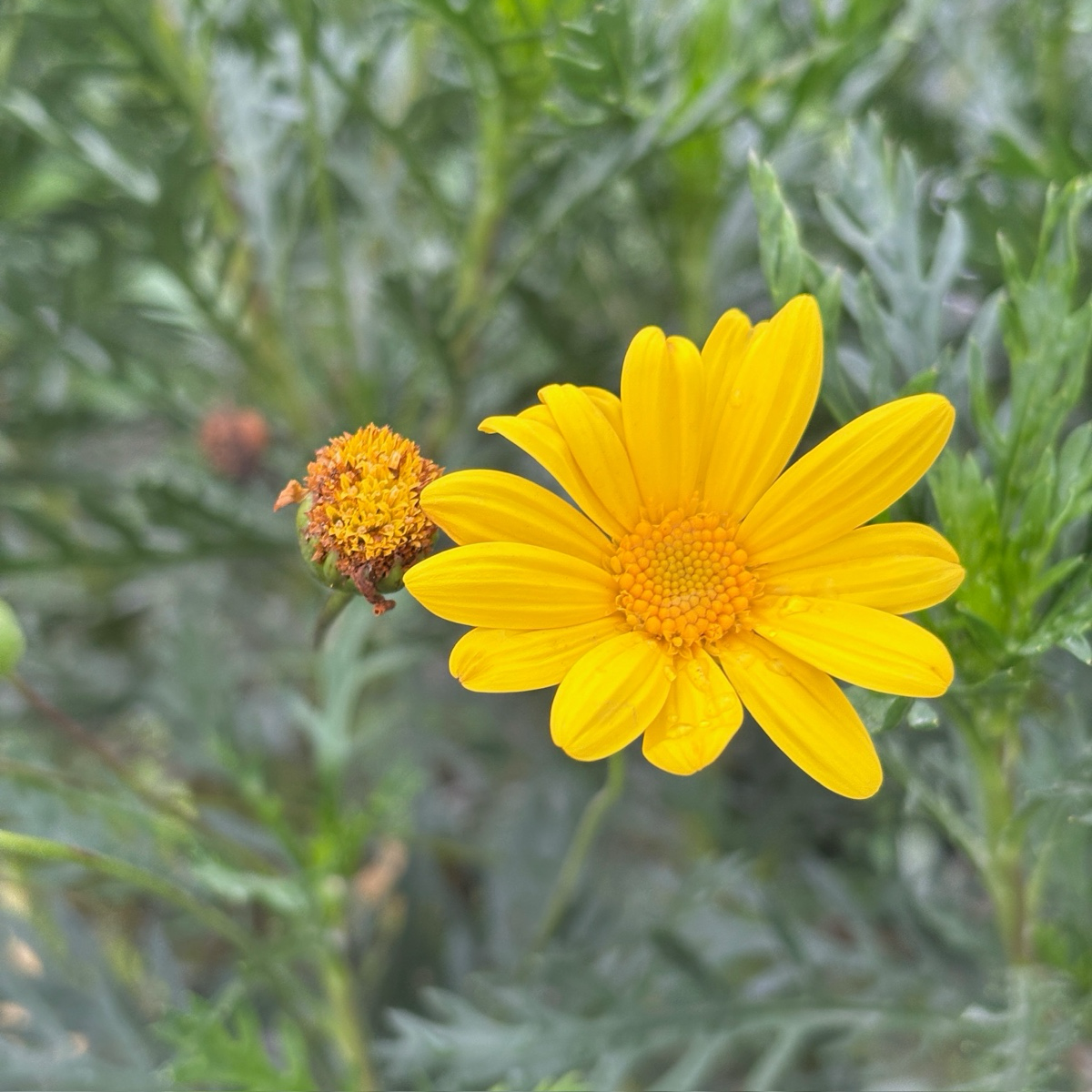 Green Leaved Bush Daisy