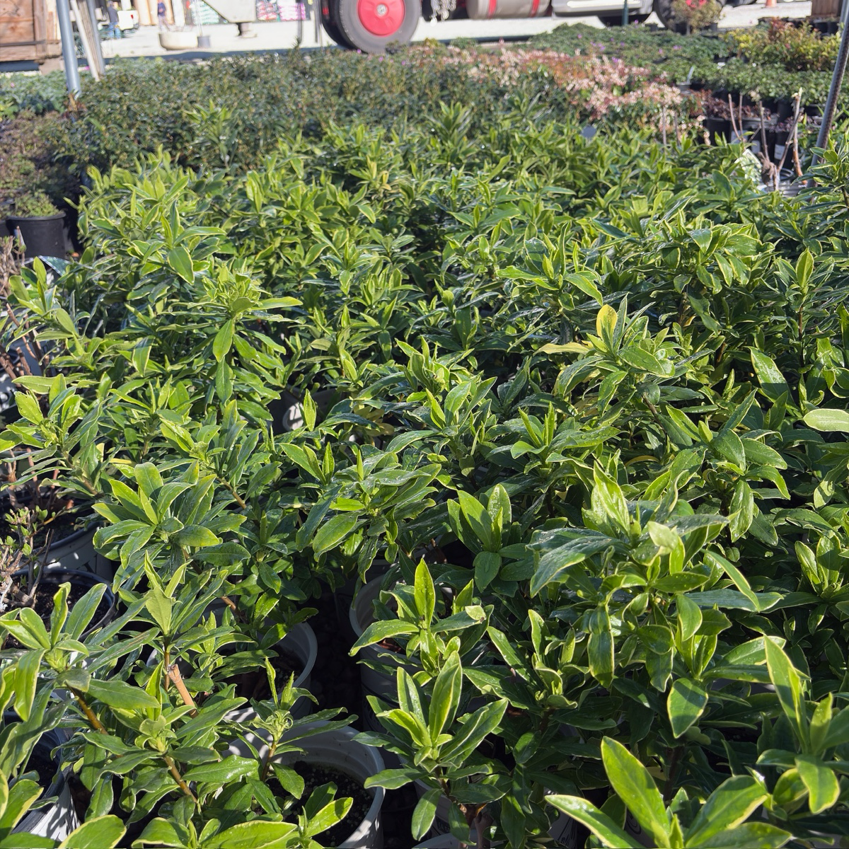 Variegated Winter Daphne