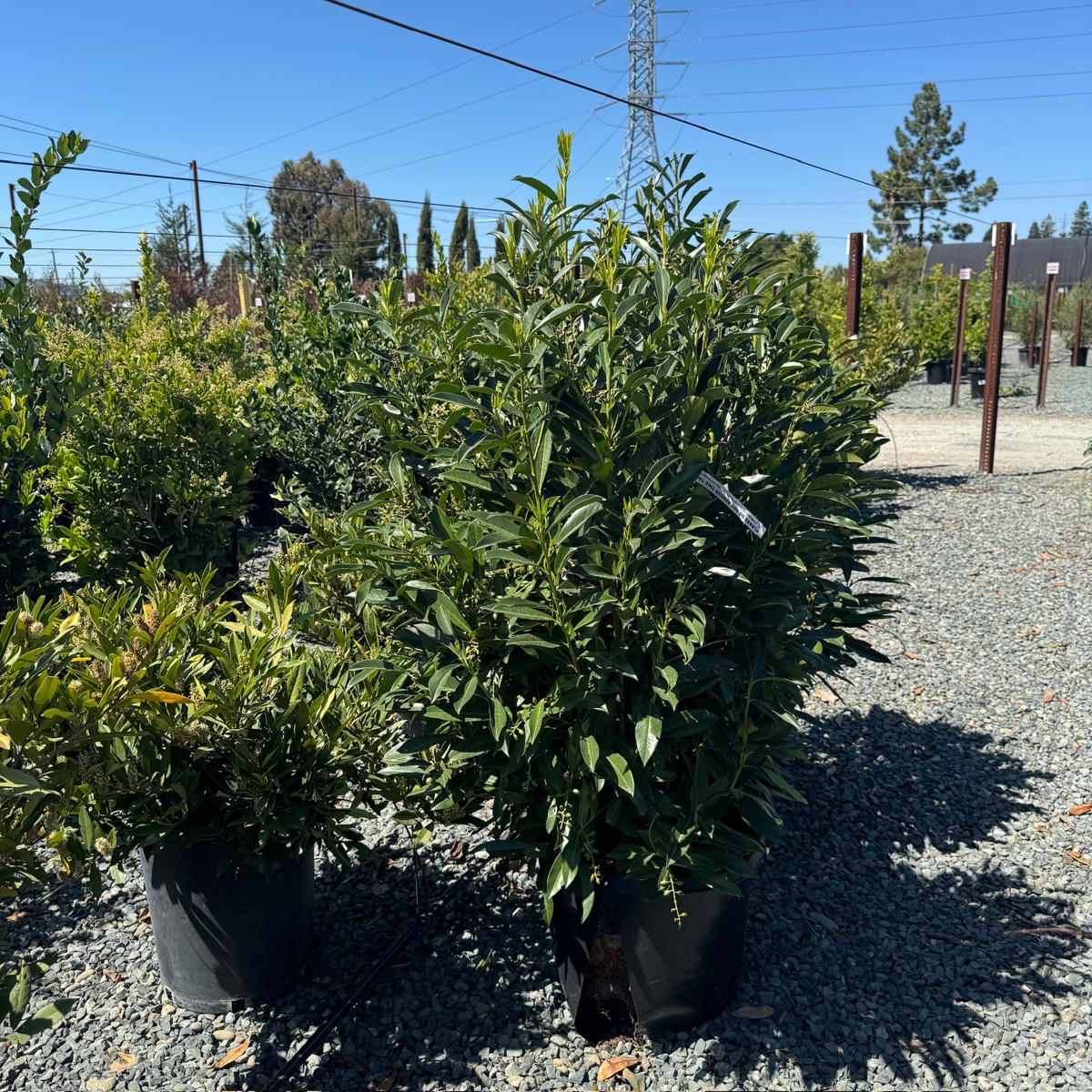 Schipka English Laurel