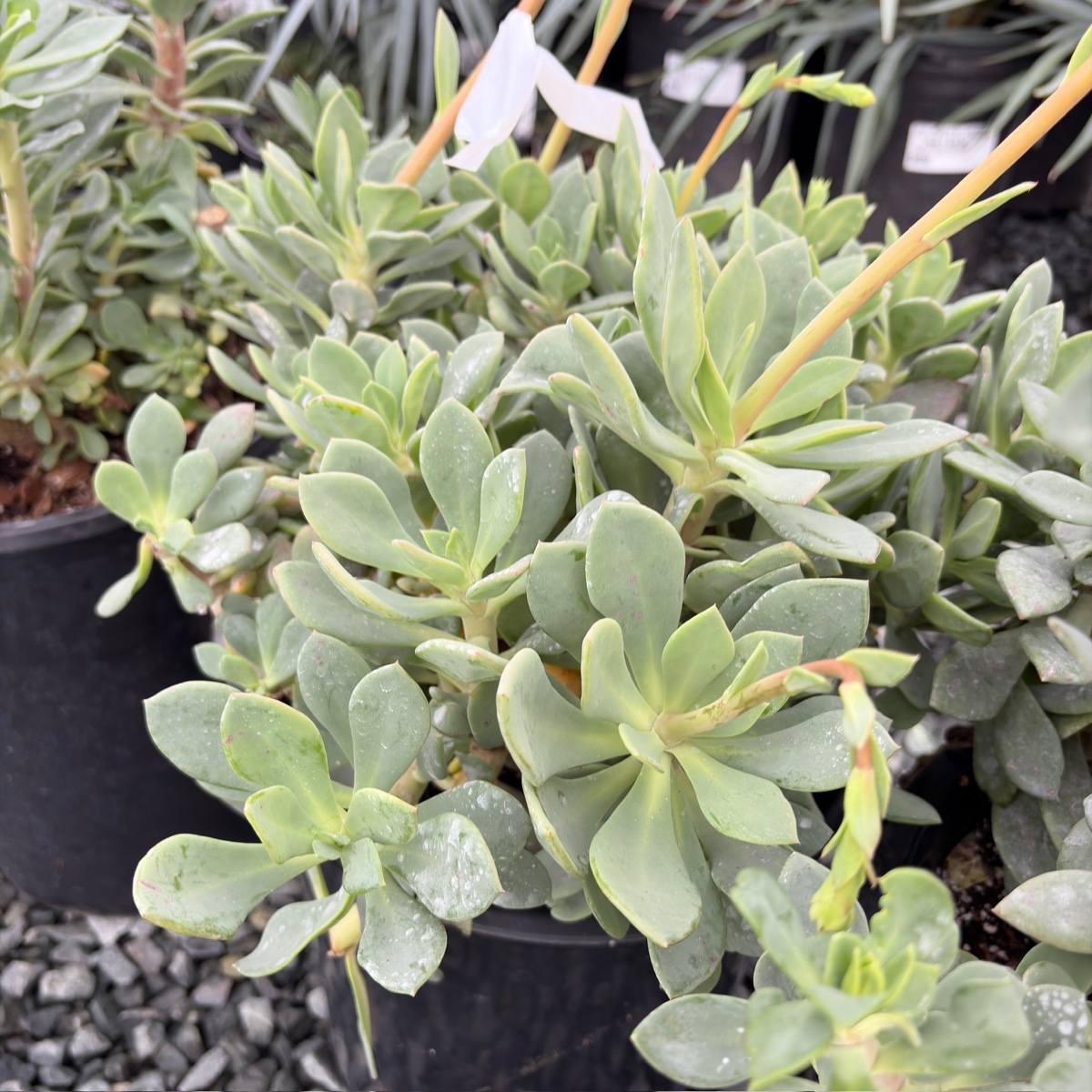 Rock Purslane