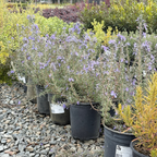 Collingwood Ingram Rosemary