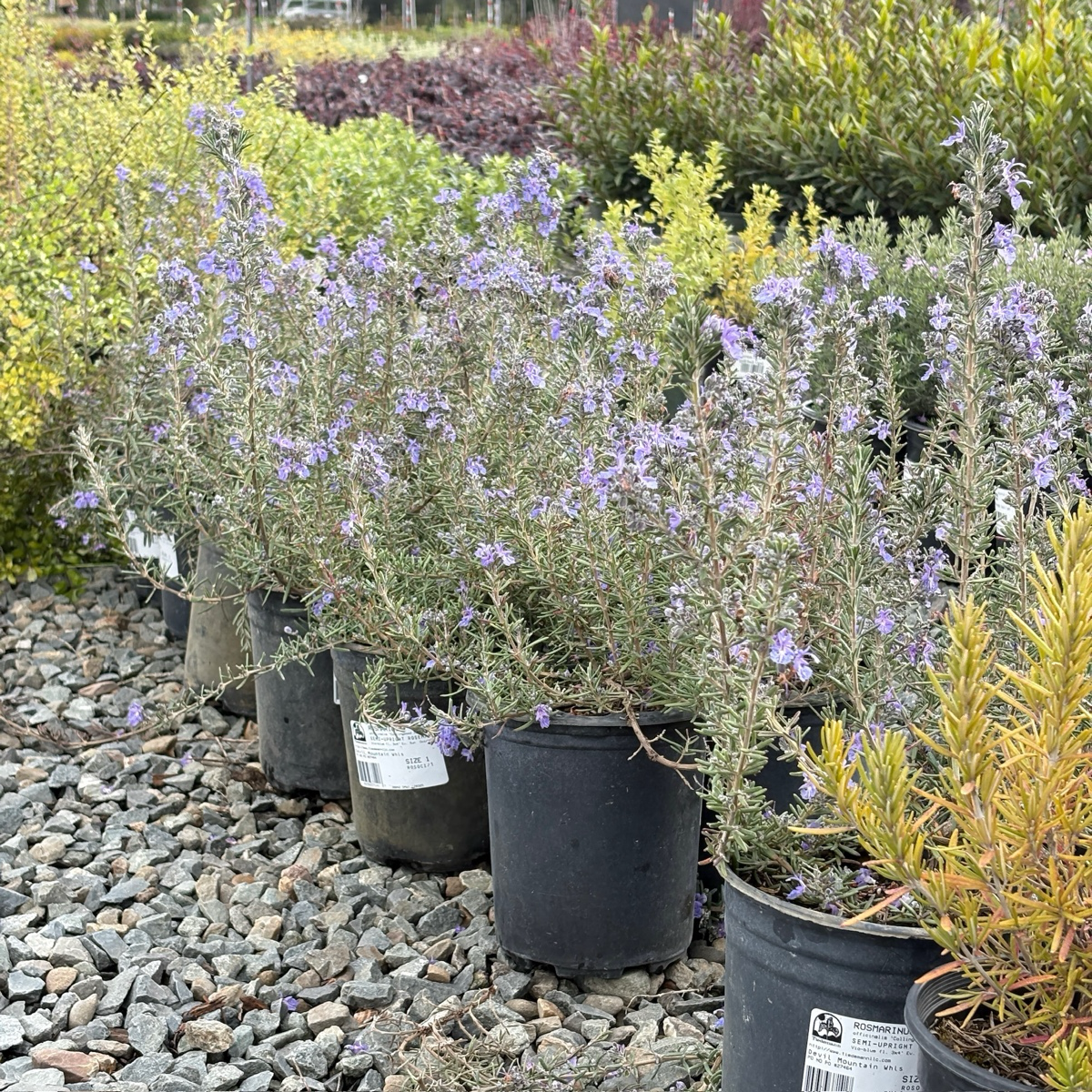 Collingwood Ingram Rosemary