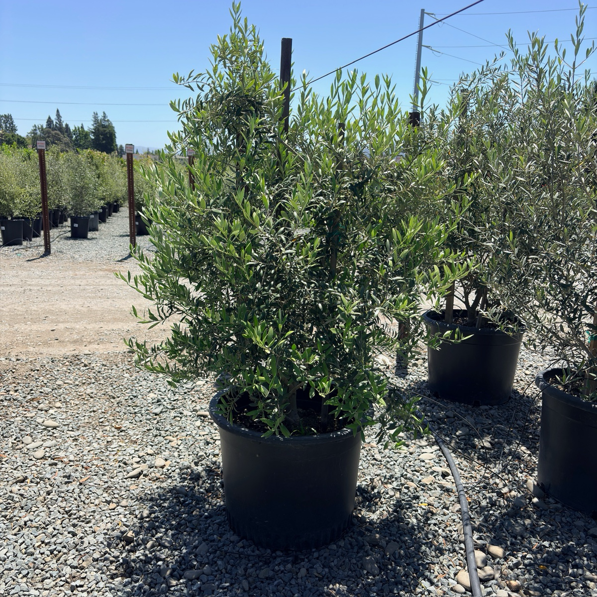 Arbequina Fruiting Olive Tree
