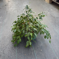 Spearmini Weeping Fig