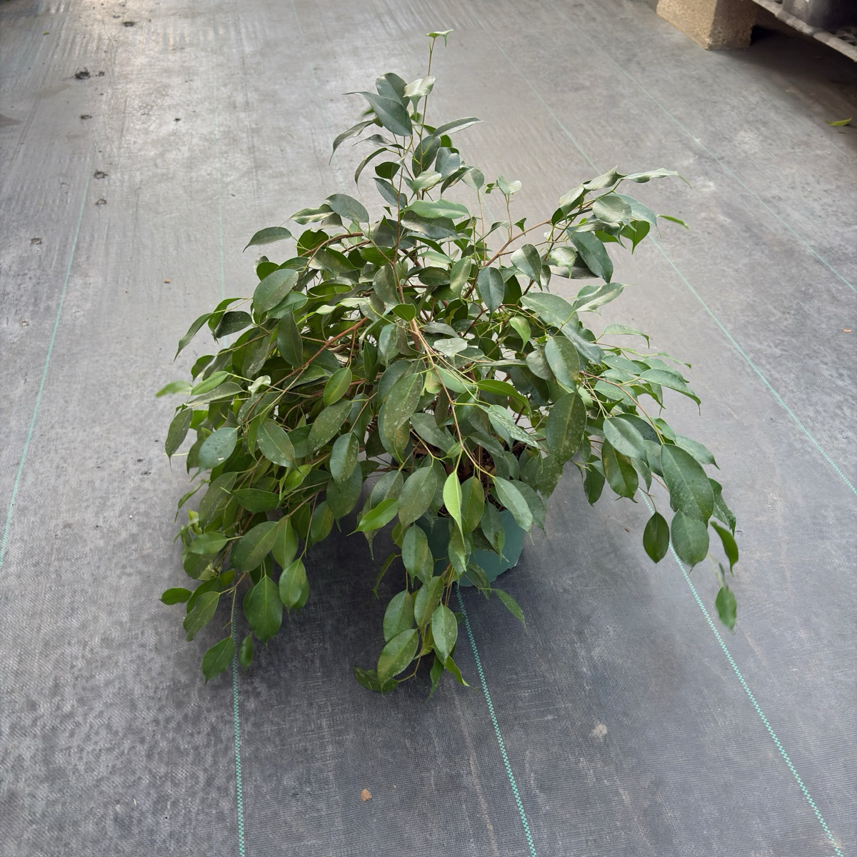 Spearmini Weeping Fig