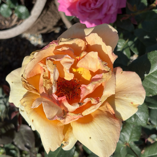 Brandy Rose