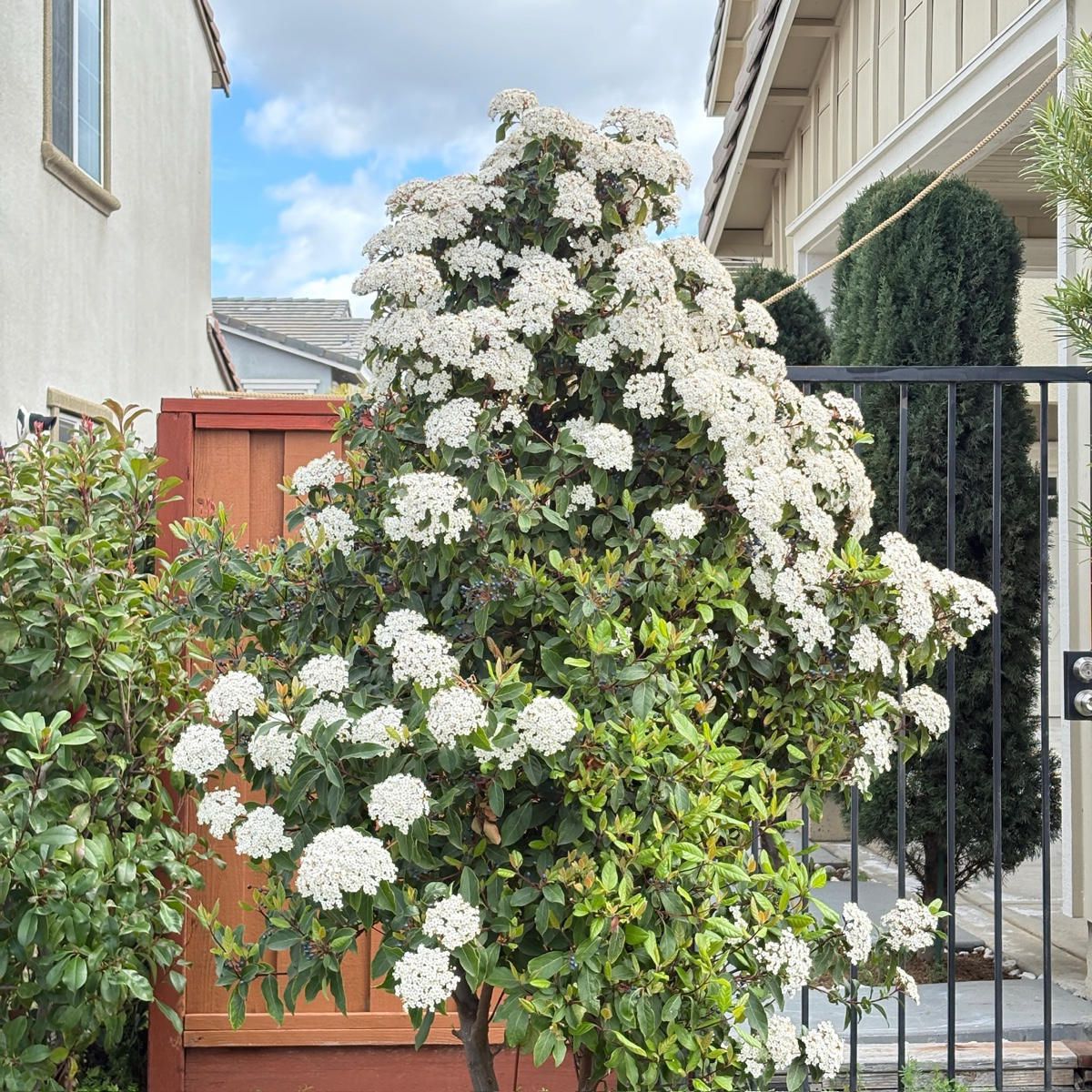 Spring Bouquet Viburnum