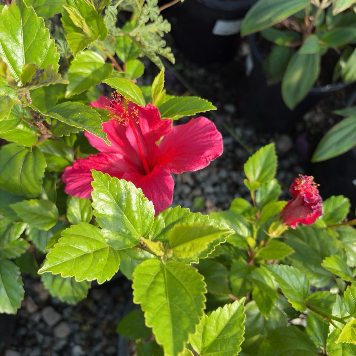 Lipstick Tropical Hibiscus