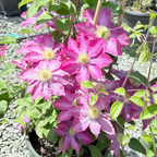 Pink Champagne Clematis