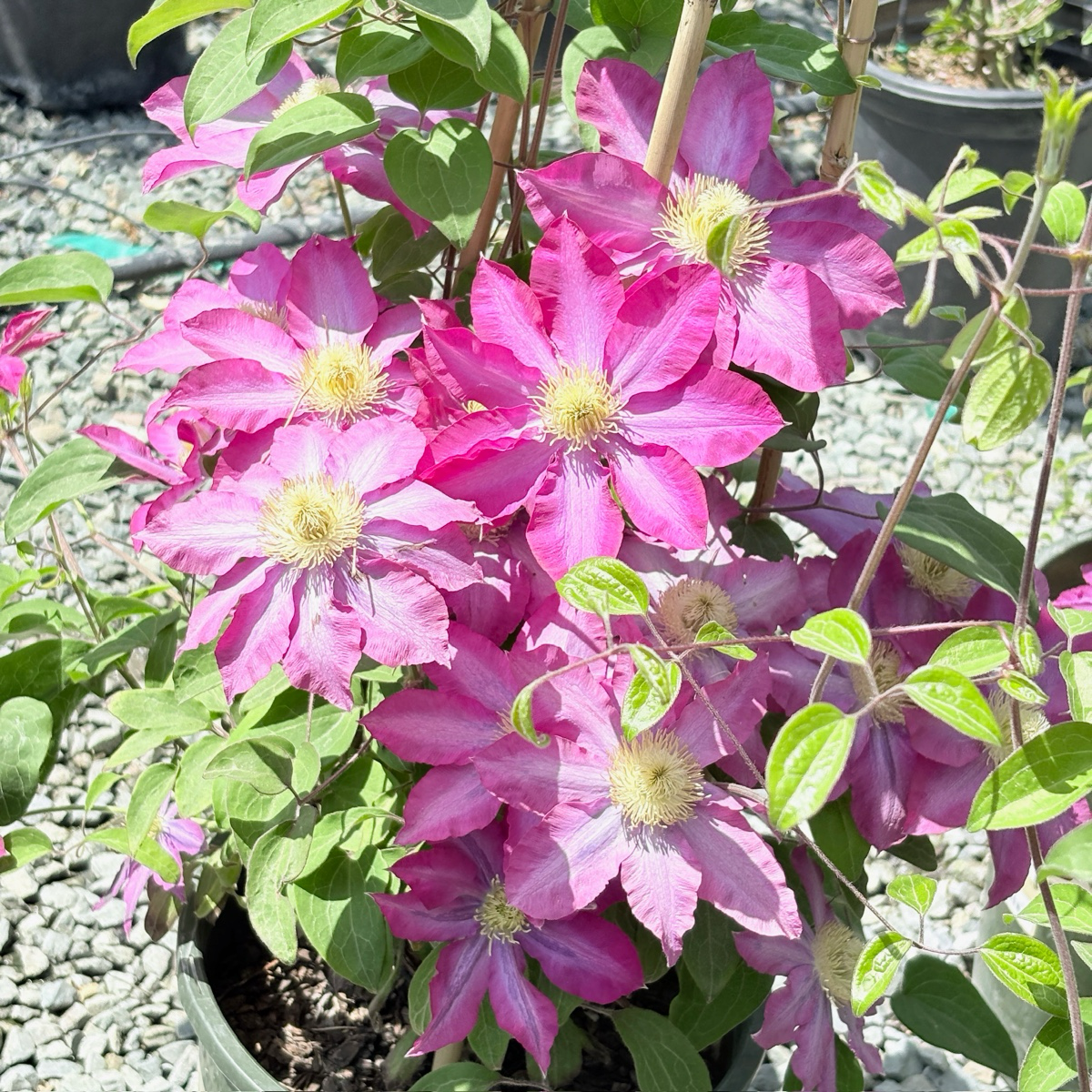 Pink Champagne Clematis