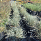 Blue Oat Grass