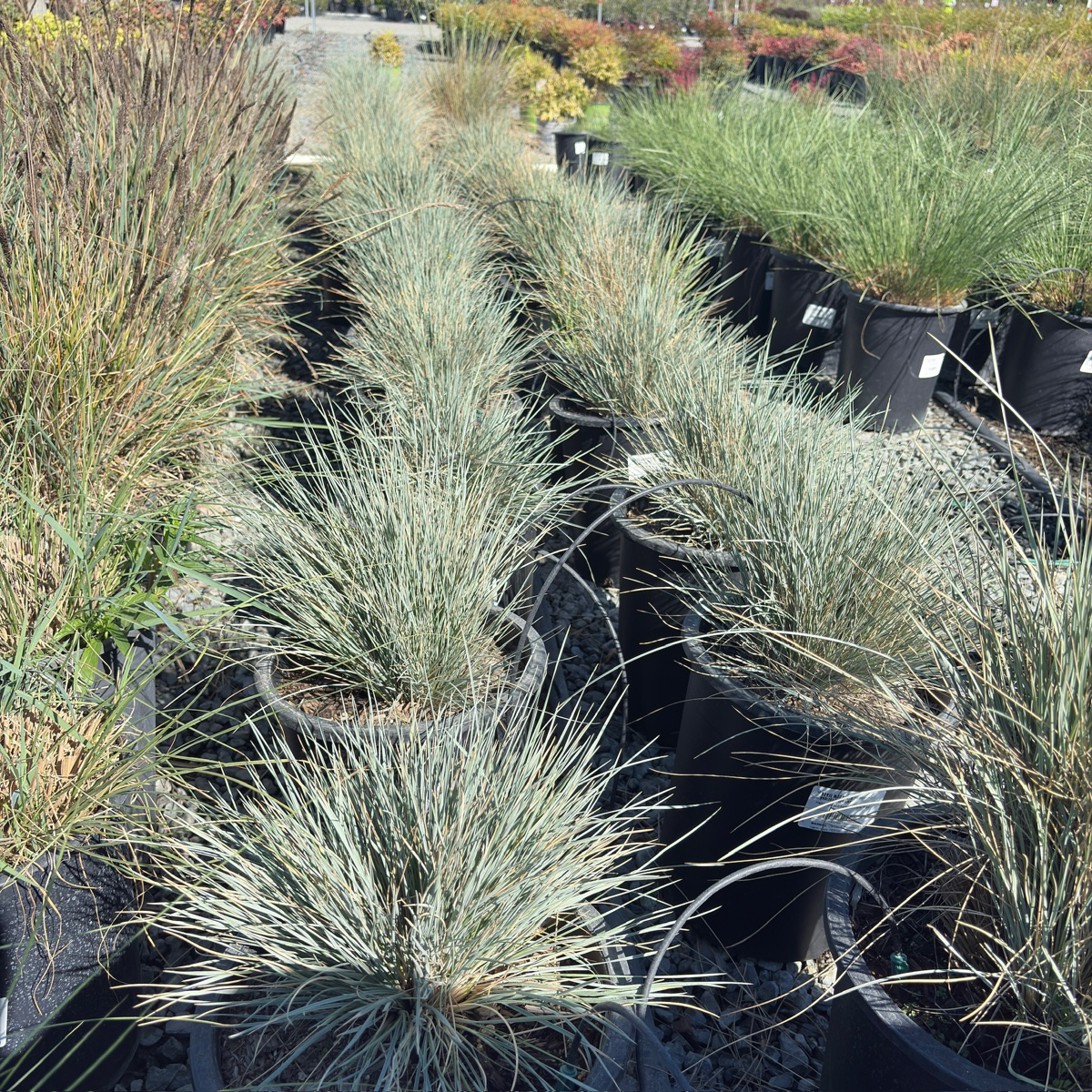 Blue Oat Grass
