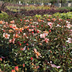 Flower Carpet Rosa