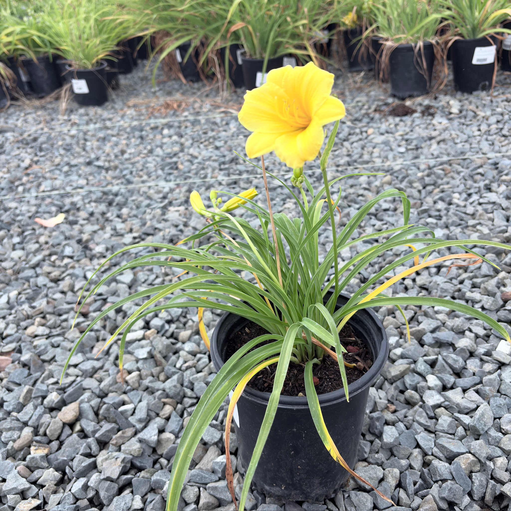 Stella de Oro Daylily
