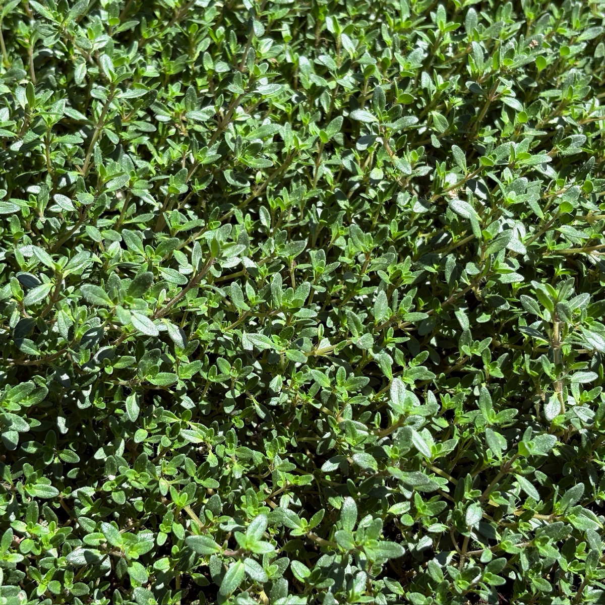 Red Creeping Thyme