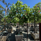 Briotii Red Horse Chestnut