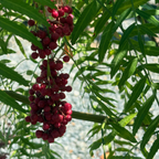 California Pepper Tree