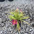 Little Business Daylily