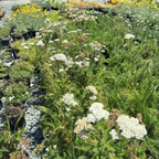 Common Yarrow