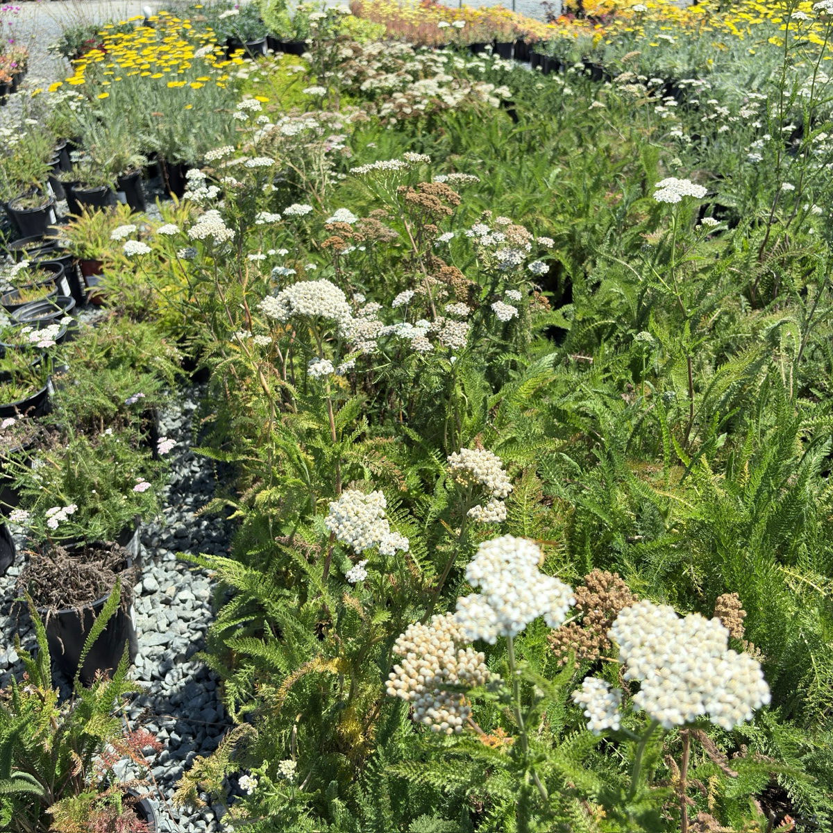 Common Yarrow
