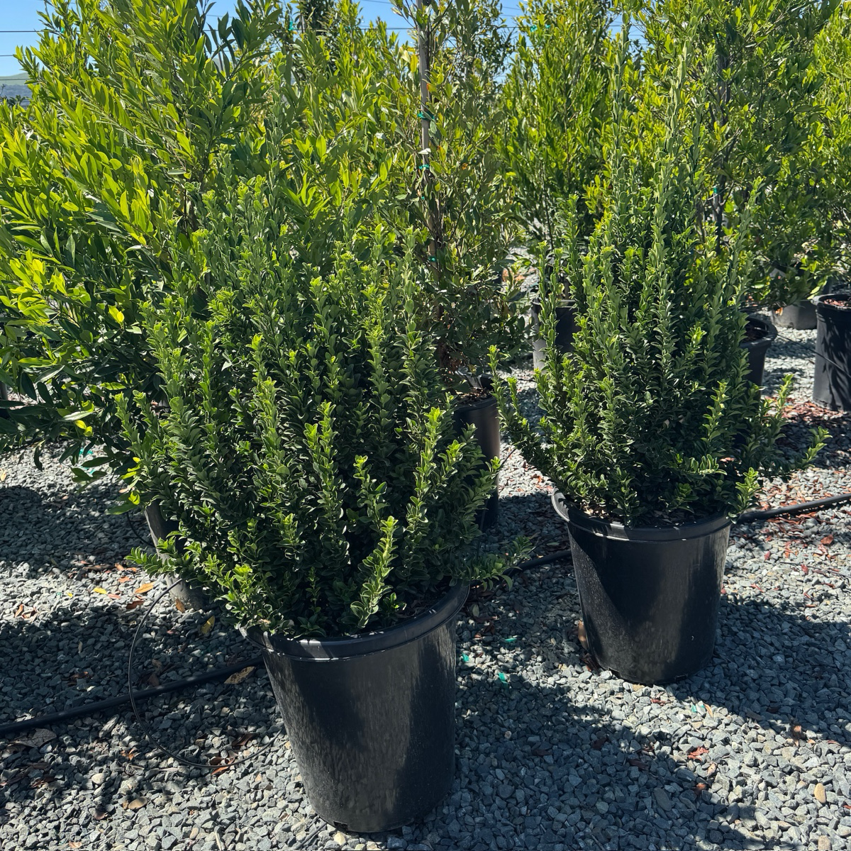 Green Spire Euonymus