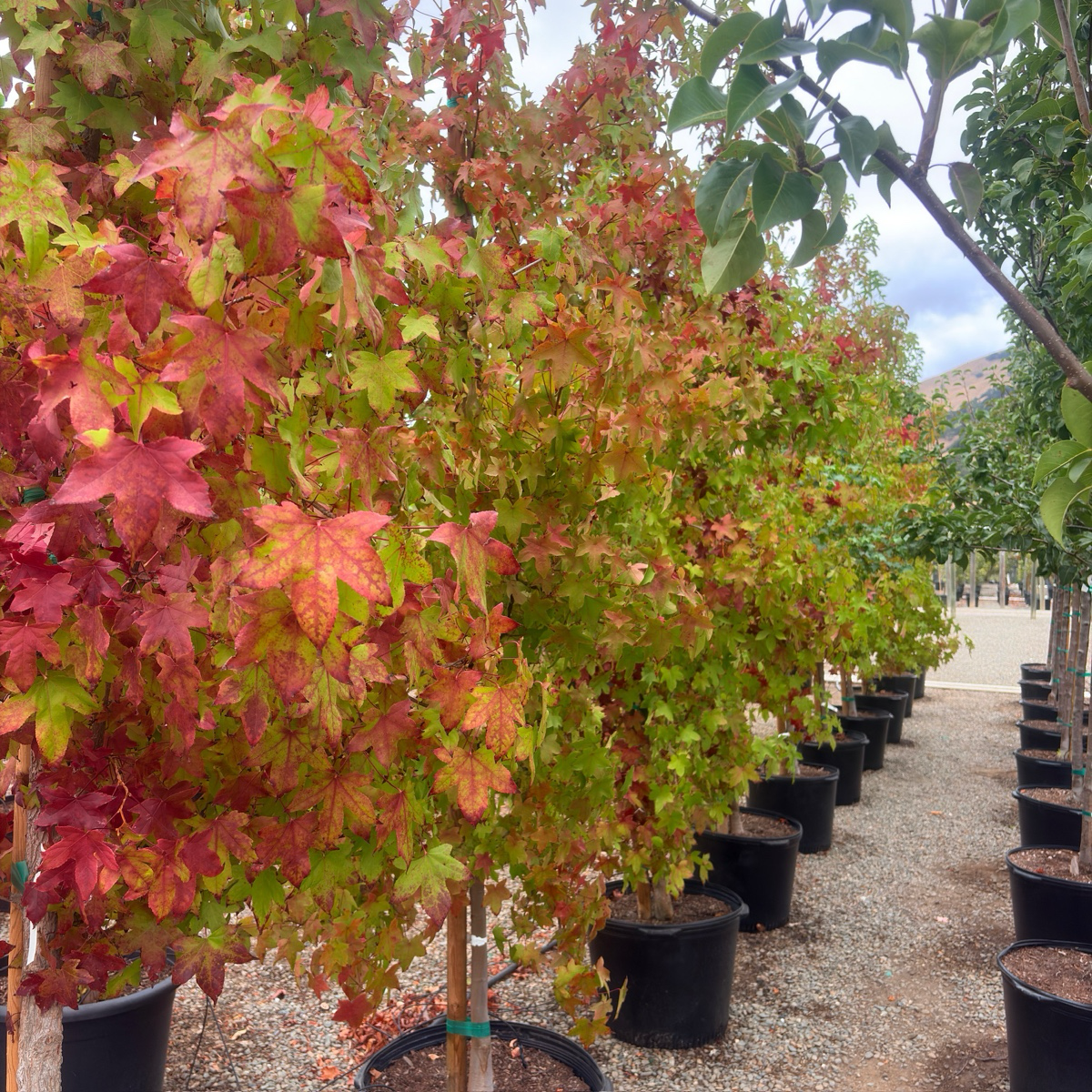 American Sweet Gum