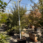 Seiryu Lace Japanese Maple