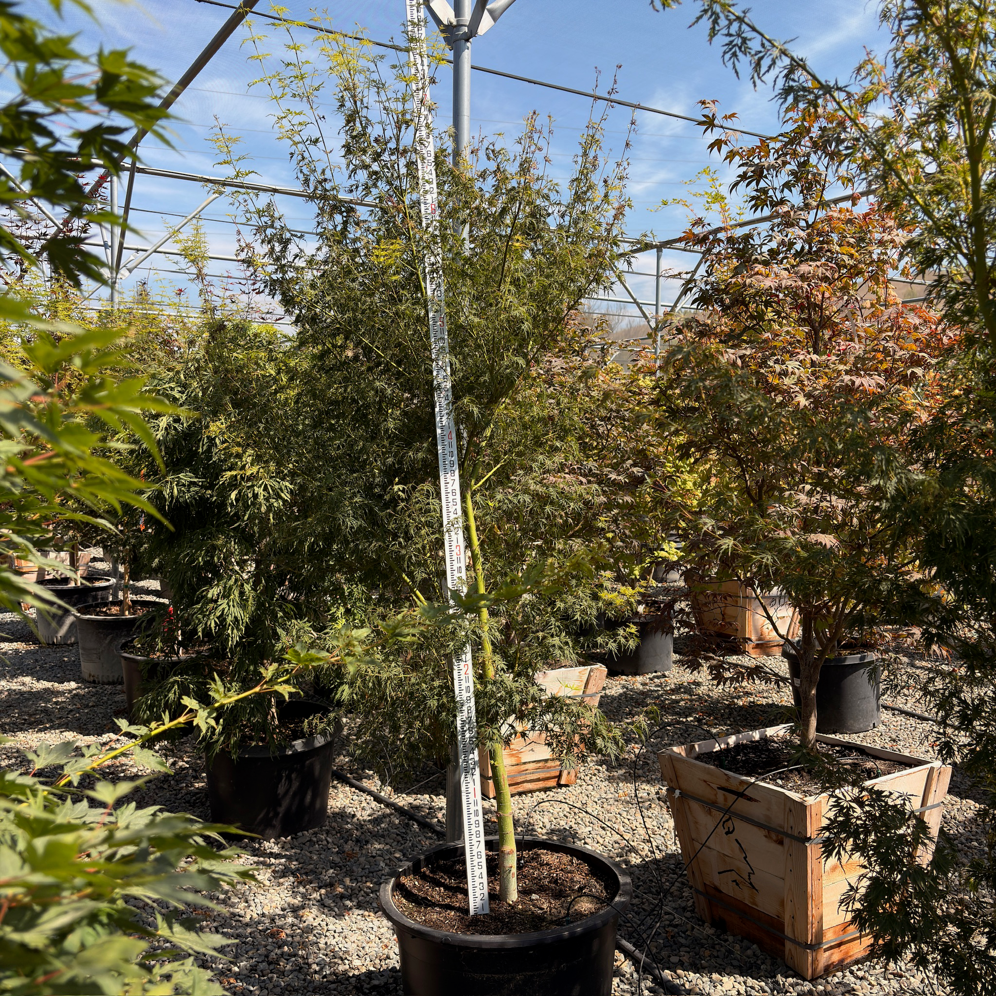 Seiryu Lace Japanese Maple
