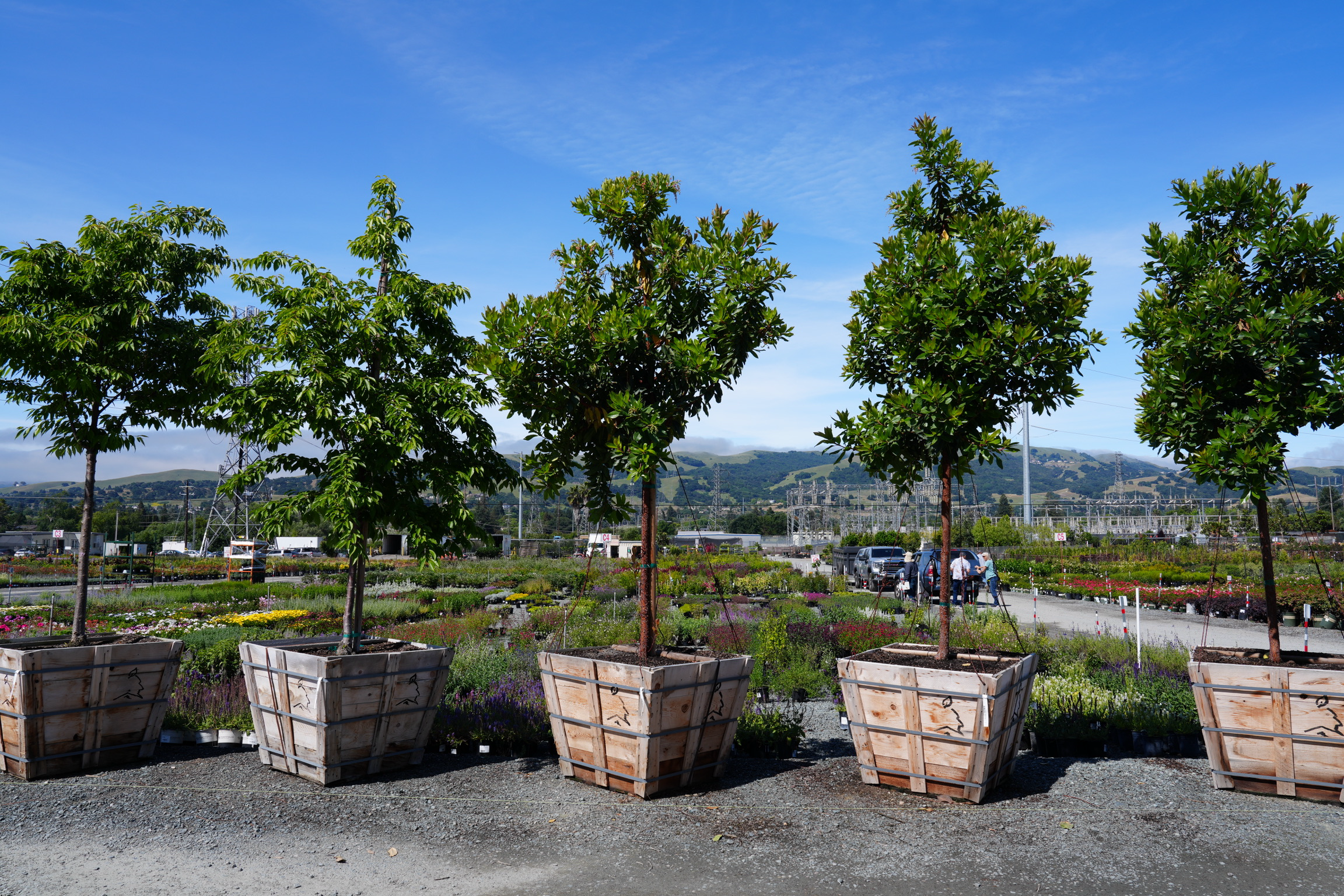 Marina Strawberry Tree