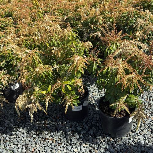 Mountain Fire Pieris | Red New Growth & White Spring Flowers