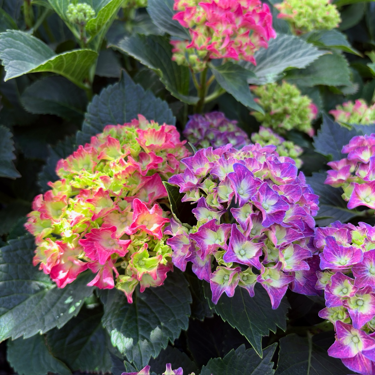 Wee Bit Grumpy Hydrangea
