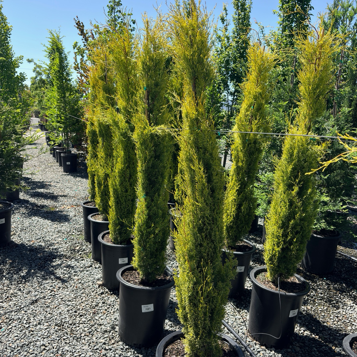 Golden Italian Cypress