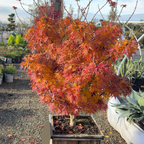 Shishigashira Japanese Maple