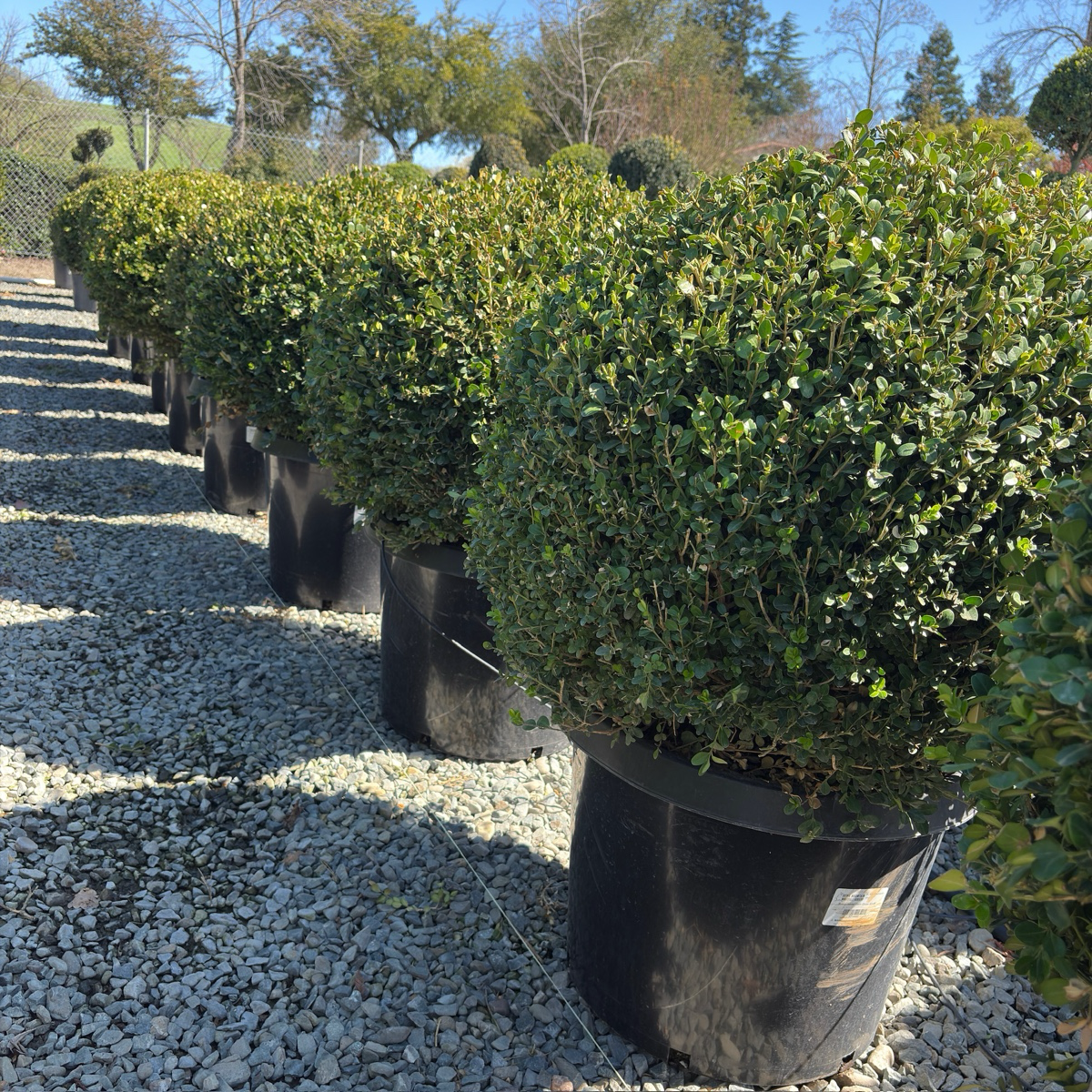 Winter Gem Boxwood