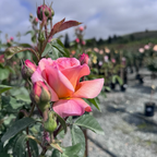 Carding Mill Austin Rose