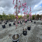 Galaxyl Magnolia