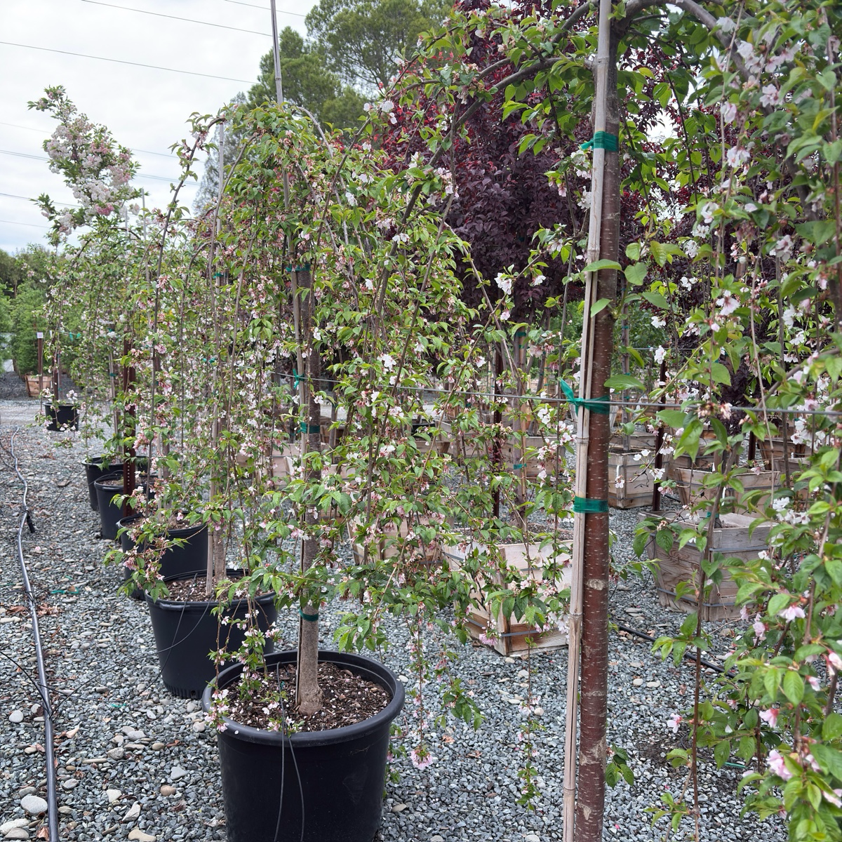 Snow Fountains Weeping Flowering Cherry