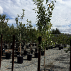 Gala Apple Tree