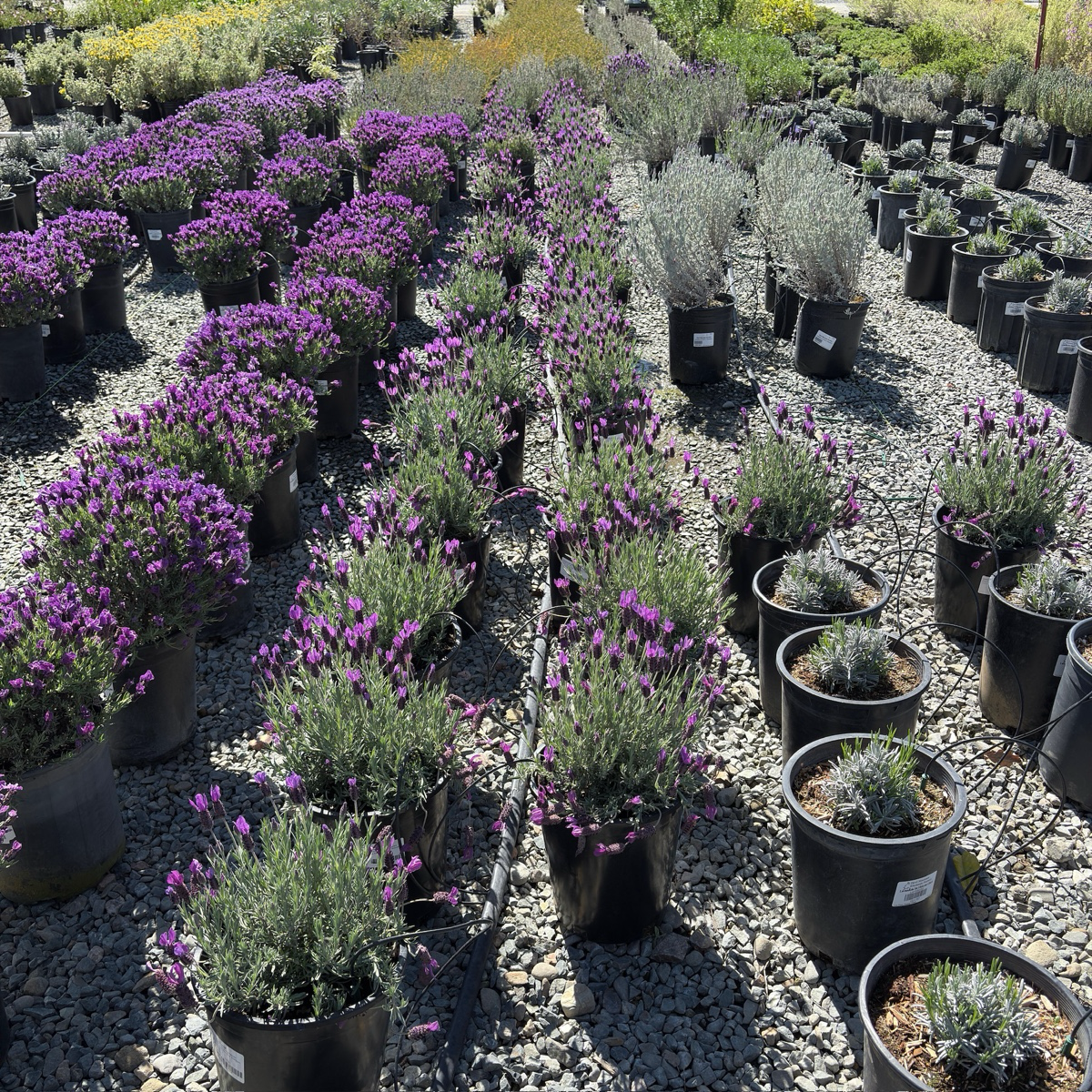 Otto Quast Spanish Lavender