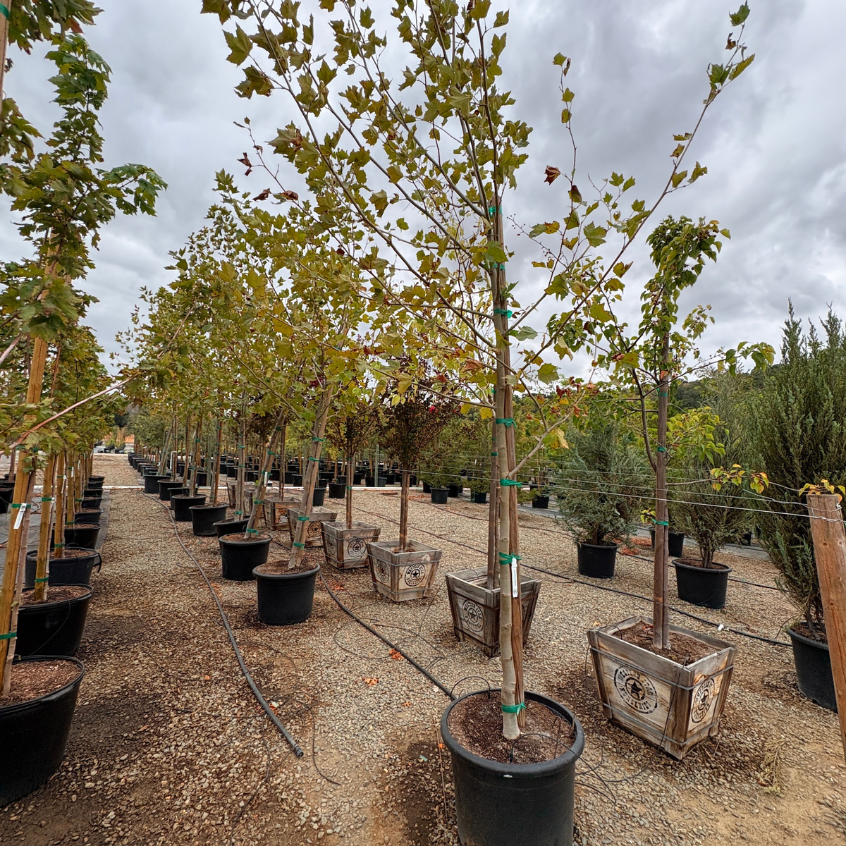 Bloodgood London Plane