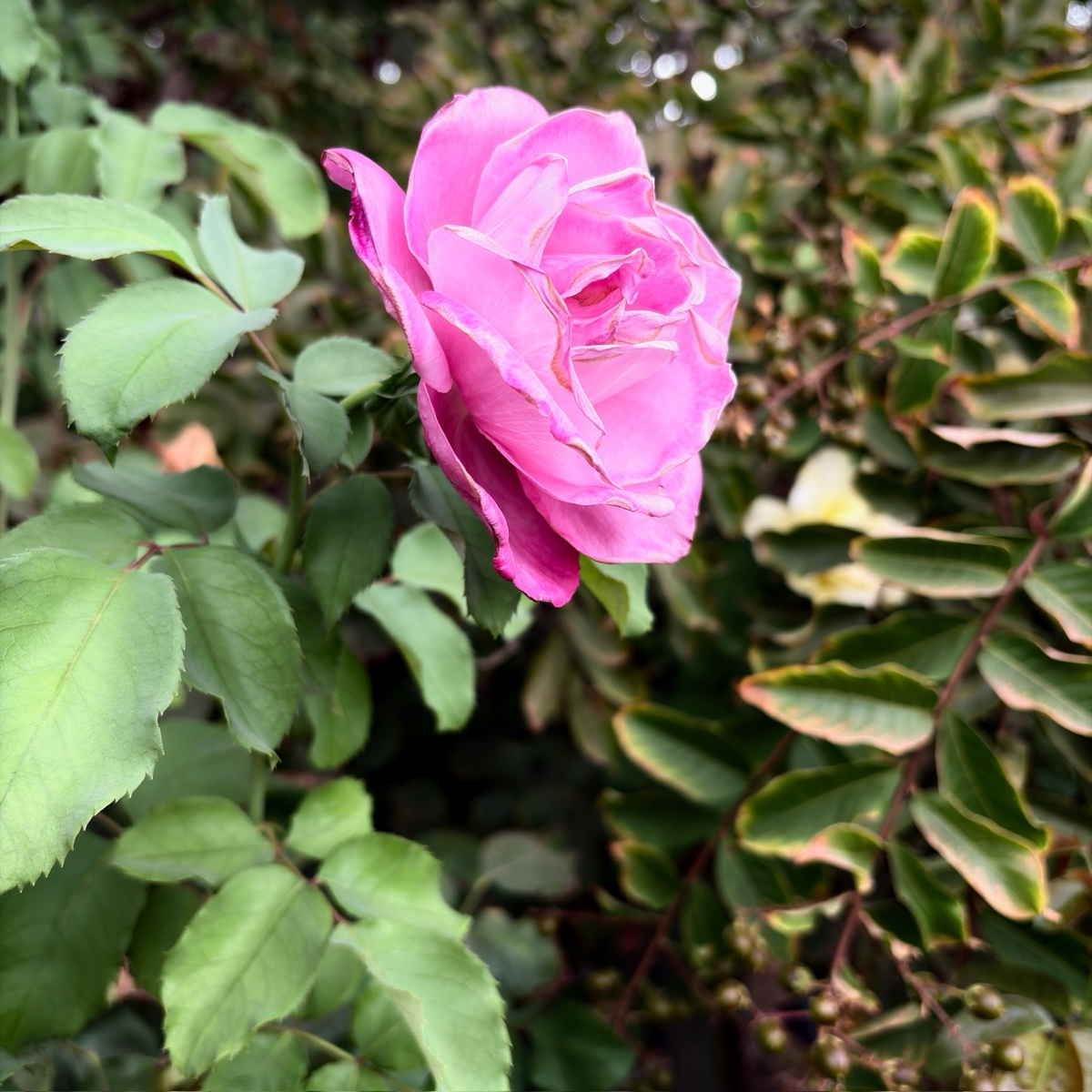 Fragrant Plum Rose