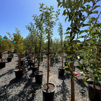 Fuji Apple Tree