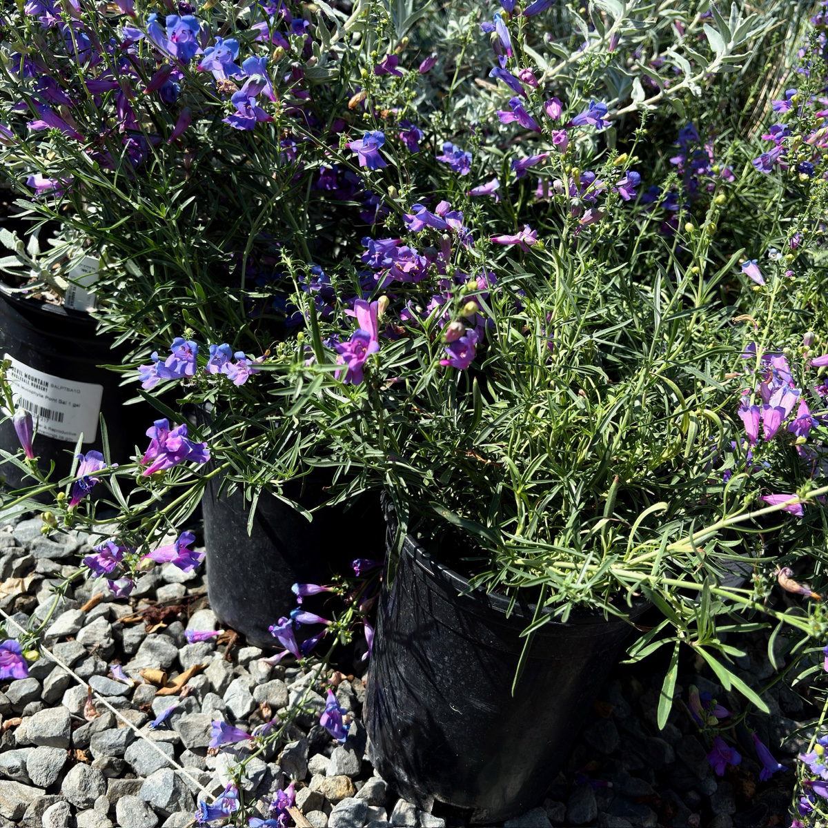 Margarita BOP Foothill Penstemon