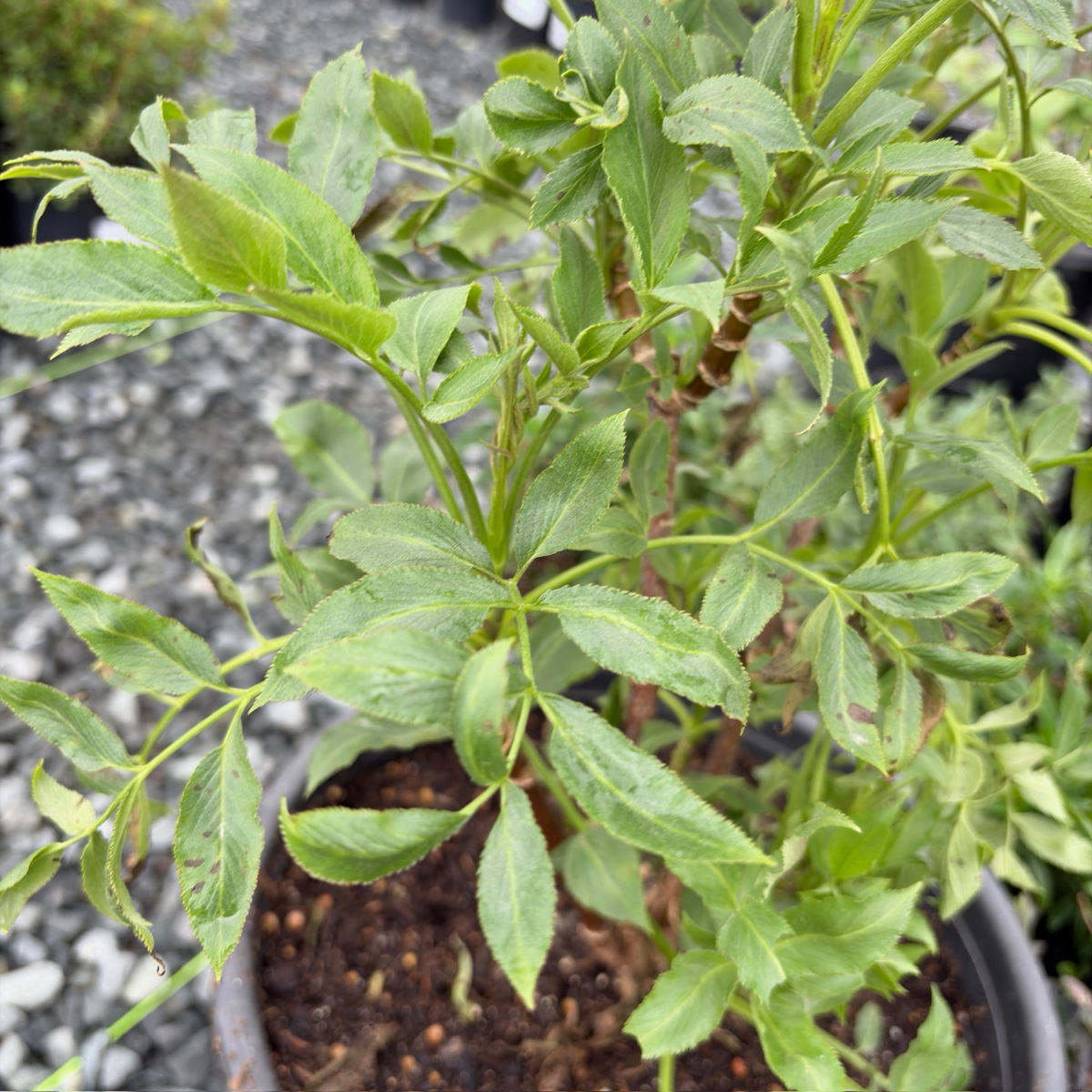 Mexican Elderberry